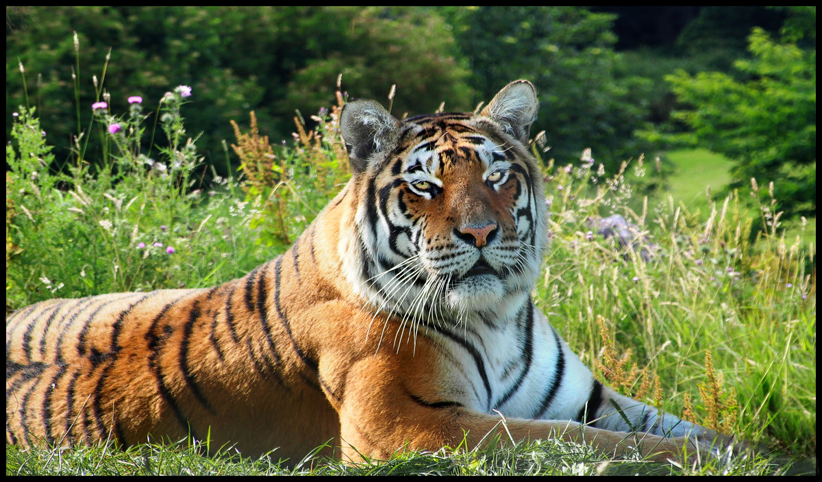 = Second - Paul Lifsey